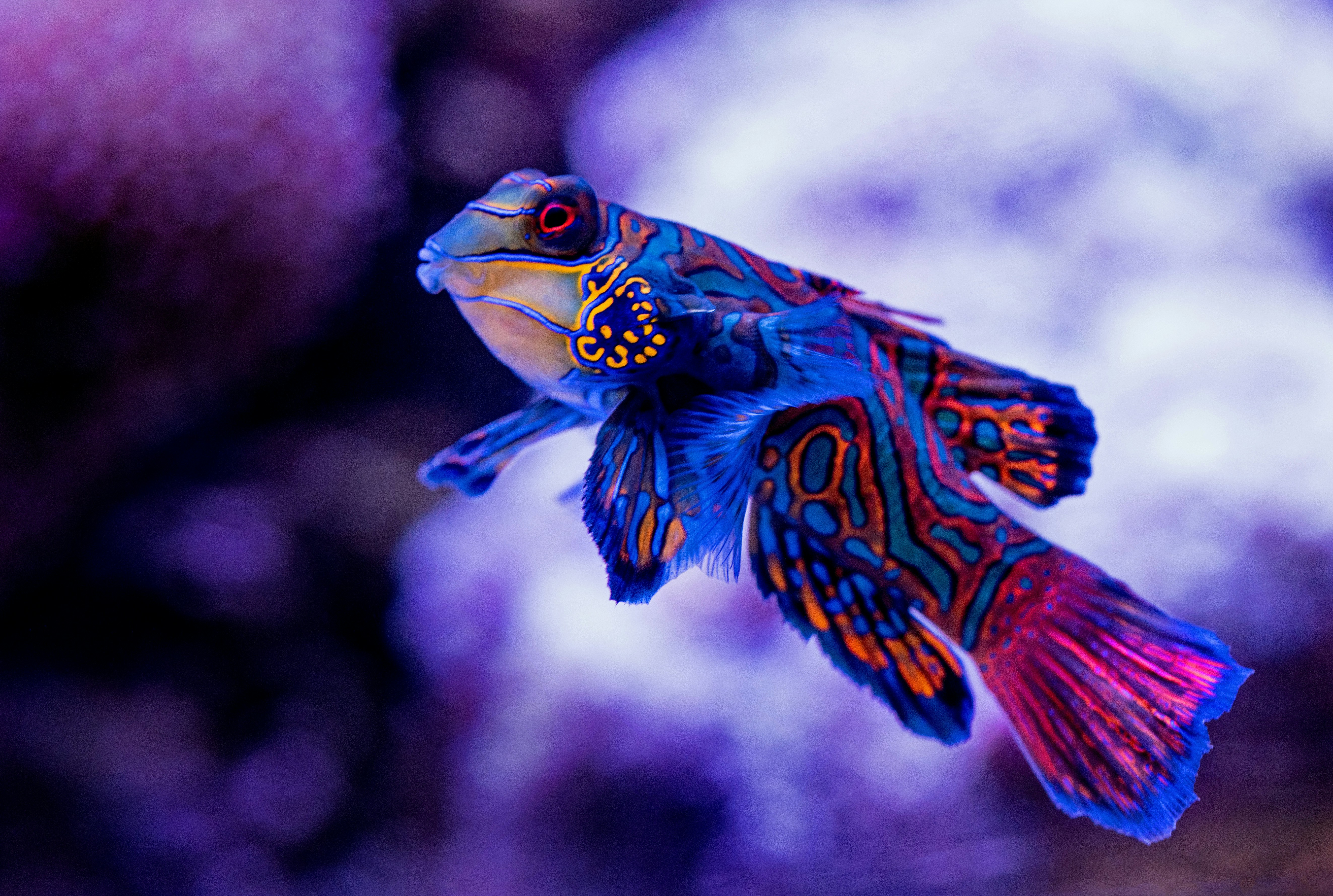 Photo by David Clode on Unsplash Mandarin fish